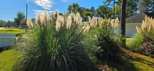 Brierwood Estates photo 11