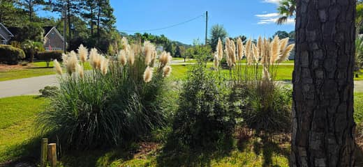 Brierwood Estates photo 12